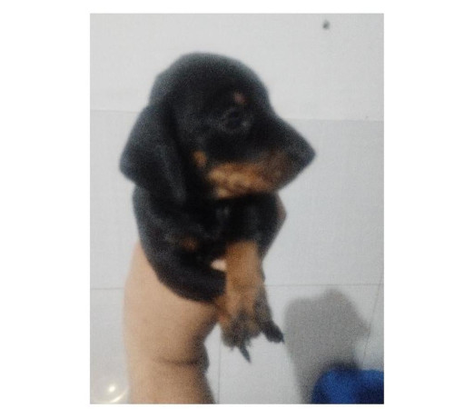 salsichas-originais-cartao-ate-12x-recife-pe-ve-melhor-oferta-pernambucorecife-em-pernambucorecife-big-0