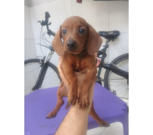 salsichas-originais-cartao-ate-12x-recife-pe-ve-de-qualidade-em-pernambucorecife-em-pernambucorecife-negociavel-big-0