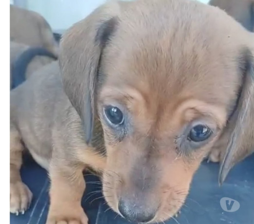 salsichas-originais-no-precinho-cartao-ate-12x-re-em-pernambucorecife-produtoservico-com-certificacao-de-diferenciado-em-pernambucorecife-entrega-imediata-big-0