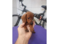 promocao-dachshund-originais-cartao-ate-12x-recif-premium-em-pernambucorecife-em-pernambucorecife-garantia-small-0
