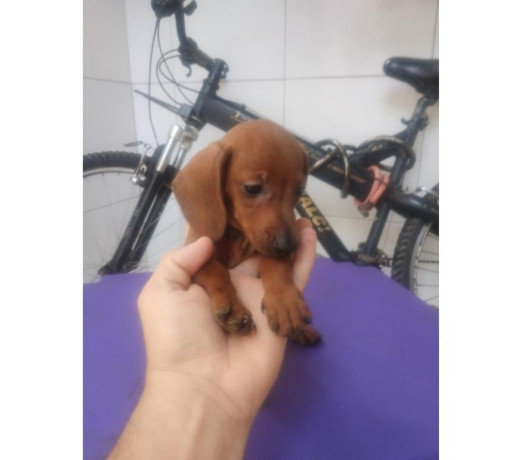 promocao-dachshund-originais-cartao-ate-12x-recif-premium-em-pernambucorecife-em-pernambucorecife-garantia-big-0