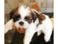 lindos-filhotes-de-mini-shih-tzu-em-promocao-pampu-em-minas-geraisbelo-qualidade-garantida-com-otimo-custo-beneficio-r-59900-em-minas-geraisbelo-r-59900-condicao-especial-small-1