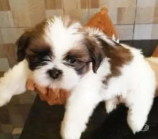 lindos-filhotes-de-mini-shih-tzu-em-promocao-pampu-em-minas-geraisbelo-qualidade-garantida-com-otimo-custo-beneficio-r-59900-em-minas-geraisbelo-r-59900-condicao-especial-big-1