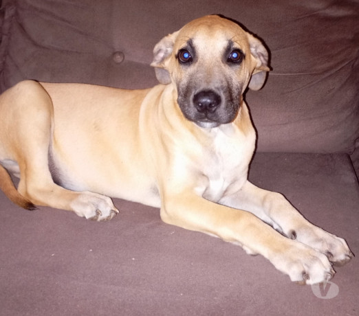 lindo-filhotao-fila-brasileiro-x-pastor-malinoa-de-qualidade-em-rio-grande-r-70000-r-70000-garantia-big-1