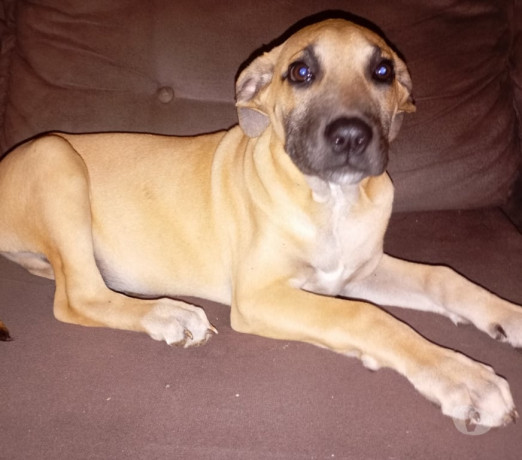 lindo-filhotao-fila-brasileiro-x-pastor-malinoa-de-qualidade-em-rio-grande-r-70000-r-70000-garantia-big-0