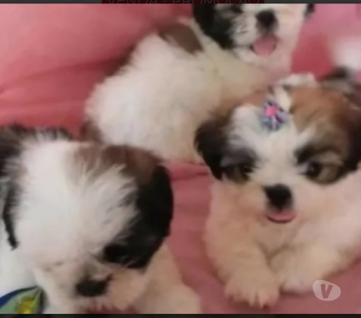 filhotes-de-mini-lhasa-apso-legitimos-em-promocao-minas-geraisbelo-oportunidade-unica-em-minas-geraisbelo-garantia-big-0