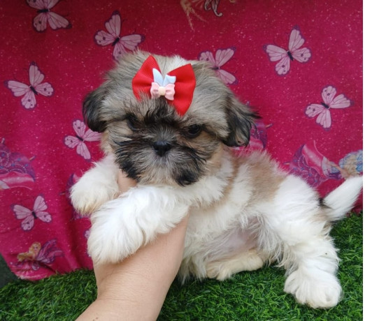 bebes-a-pronta-entrega-vila-prudente-oportunidade-de-fi-de-diferenciado-em-sao-paulo-garantia-big-0