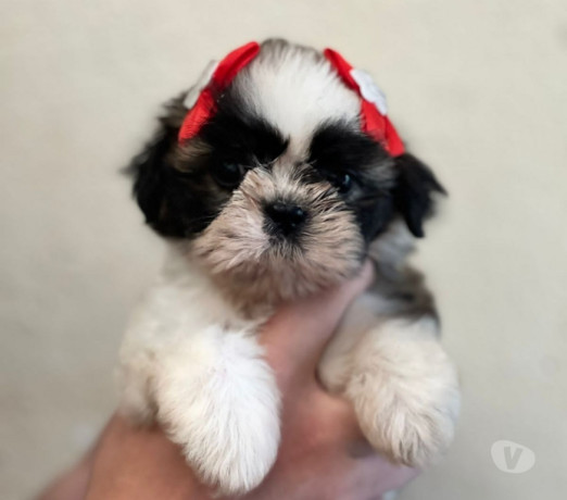 bebes-a-pronta-entrega-vila-prudente-oportunidade-de-fi-de-diferenciado-em-sao-paulo-garantia-big-1