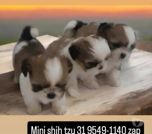 promocao-relampago-filhotes-mini-shih-tzu-tricolor-em-minas-geraisbelo-qualidade-garantida-com-otimo-custo-beneficio-em-minas-geraisbelo-big-0