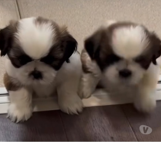 promocao-relampago-filhotes-mini-shih-tzu-tricolor-em-minas-geraisbelo-qualidade-garantida-com-otimo-custo-beneficio-em-minas-geraisbelo-big-1