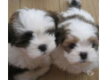 filhotes-mini-lhasa-apso-legitimos-em-promocao-pam-melhor-oferta-minas-geraisbelo-em-minas-geraisbelo-small-0