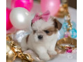 promocao-inedita-de-filhotes-mini-shih-tzu-tricolo-de-qualidade-em-minas-geraisbelo-em-minas-geraisbelo-small-0