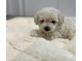 poodle-toy-filhotes-legitimos-45-dias-iraja-ve-melhor-oferta-rio-de-r-80000-r-80000-small-0