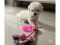 poodle-toy-filhotes-legitimos-45-dias-iraja-ve-melhor-oferta-rio-de-r-80000-r-80000-small-2