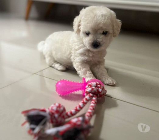poodle-toy-filhotes-legitimos-45-dias-iraja-ve-melhor-oferta-rio-de-r-80000-r-80000-big-2