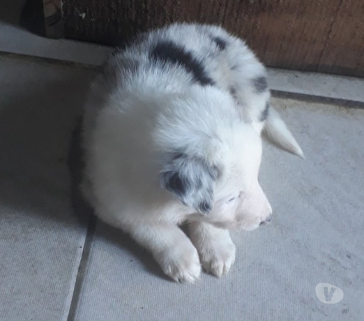 filhotes-de-border-colie-porto-alegre-sul-venda-rio-grande-oportunidade-unica-oportunidade-unica-big-2