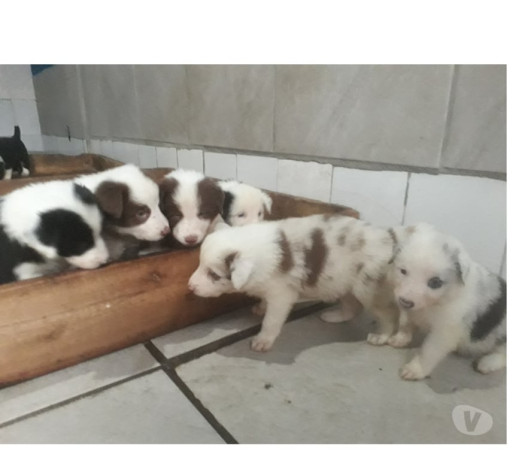 filhotes-de-border-colie-porto-alegre-sul-venda-rio-grande-oportunidade-unica-oportunidade-unica-big-1