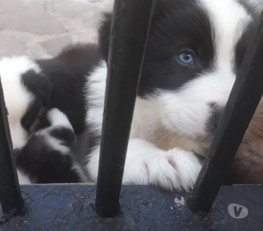 filhotes-de-border-colie-porto-alegre-sul-venda-rio-grande-oportunidade-unica-oportunidade-unica-big-0