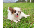 papillon-filhote-com-pedigree-se-sao-paulo-vend-melhor-oferta-sao-paulo-negociavel-small-0