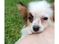 papillon-filhote-com-pedigree-se-sao-paulo-vend-melhor-oferta-sao-paulo-negociavel-small-1