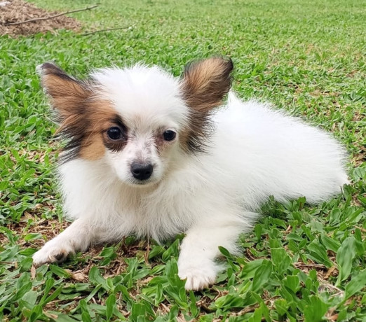 papillon-filhote-com-pedigree-se-sao-paulo-vend-melhor-oferta-sao-paulo-negociavel-big-2