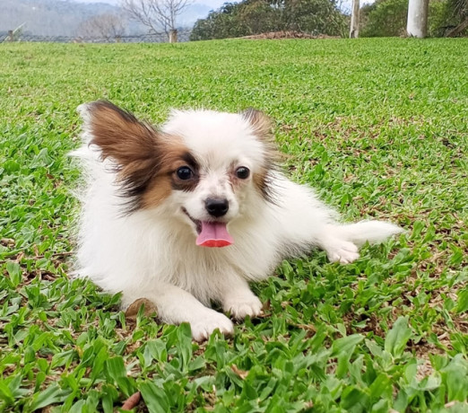 papillon-filhote-com-pedigree-se-sao-paulo-vend-melhor-oferta-sao-paulo-negociavel-big-0