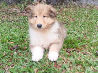 filhote-collie-pelo-longo-outros-bairros-sao-paulo-de-qualidade-em-sao-paulo-entrega-imediata