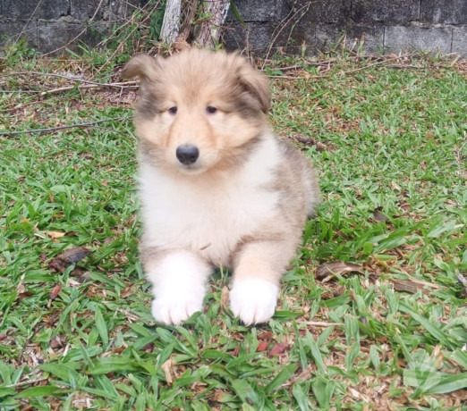 filhote-collie-pelo-longo-outros-bairros-sao-paulo-de-qualidade-em-sao-paulo-entrega-imediata-big-0