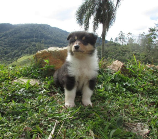 filhote-collie-pelo-longo-outros-bairros-sao-paulo-de-qualidade-em-sao-paulo-entrega-imediata-big-1