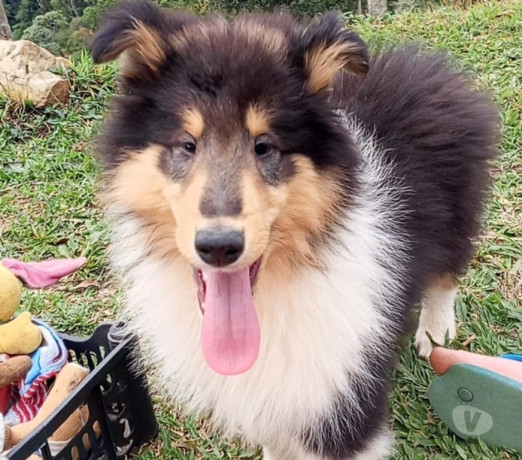 filhote-collie-pelo-longo-outros-bairros-sao-paulo-de-qualidade-em-sao-paulo-entrega-imediata-big-2