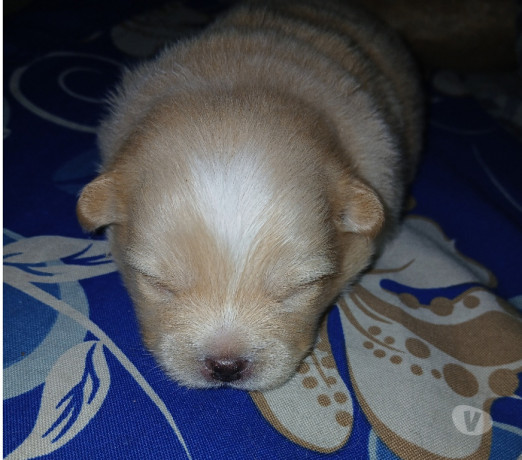 semi-novo-rio-de-otima-oportunidade-big-1