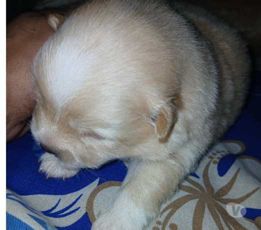 semi-novo-rio-de-otima-oportunidade-big-0