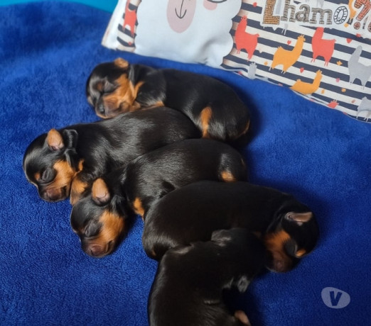 yorkshire-terrier-brasilandia-venda-de-filhotes-em-sao-paulo-melhor-preco-da-regiao-com-condicoes-especiais-big-0