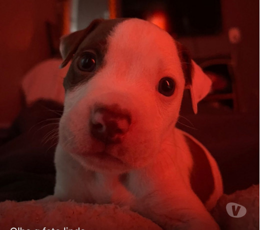 vendo-pitbull-filhote-madureira-oportunidade-de-filhote-rio-de-oportunidade-unica-entrega-imediata-big-0