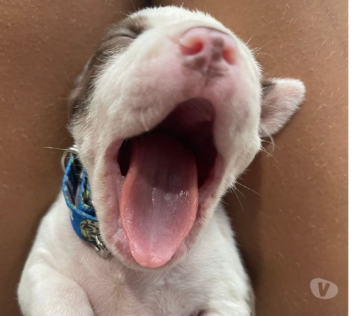 vendo-pitbull-filhote-madureira-oportunidade-de-filhote-rio-de-oportunidade-unica-entrega-imediata-big-1