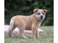 australian-cattle-dog-boiadeiro-australiano-mair-sao-paulo-oportunidade-unica-oportunidade-unica-small-2