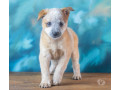 australian-cattle-dog-boiadeiro-australiano-mair-sao-paulo-oportunidade-unica-oportunidade-unica-small-4