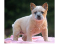 australian-cattle-dog-boiadeiro-australiano-mair-sao-paulo-oportunidade-unica-oportunidade-unica-small-0