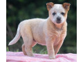 australian-cattle-dog-boiadeiro-australiano-mair-sao-paulo-oportunidade-unica-oportunidade-unica-small-3