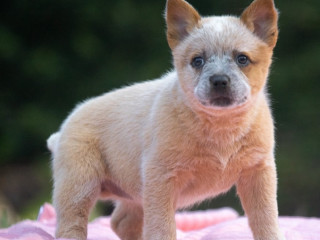 australian-cattle-dog-boiadeiro-australiano-mair-sao-paulo-oportunidade-unica-oportunidade-unica