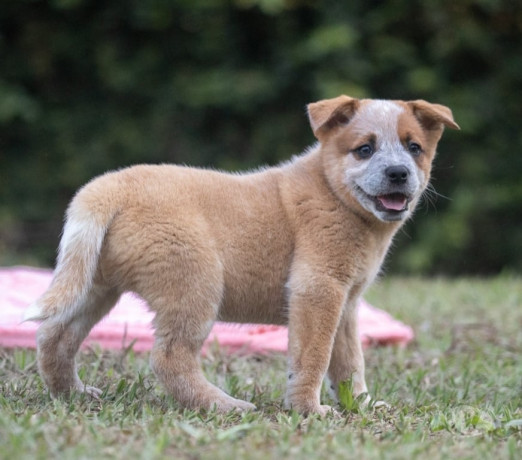 australian-cattle-dog-boiadeiro-australiano-mair-sao-paulo-oportunidade-unica-oportunidade-unica-big-2