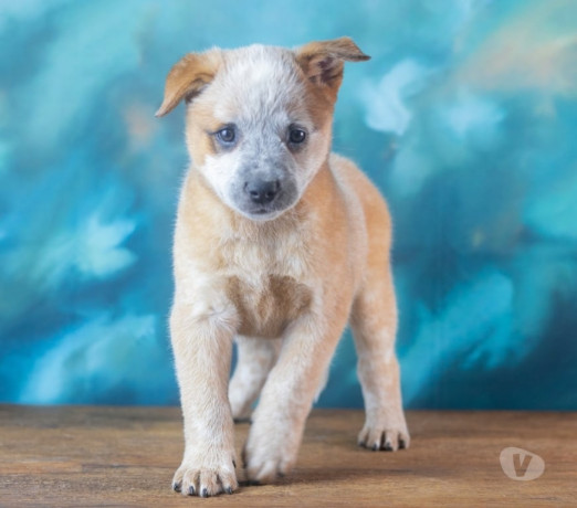 australian-cattle-dog-boiadeiro-australiano-mair-sao-paulo-oportunidade-unica-oportunidade-unica-big-4