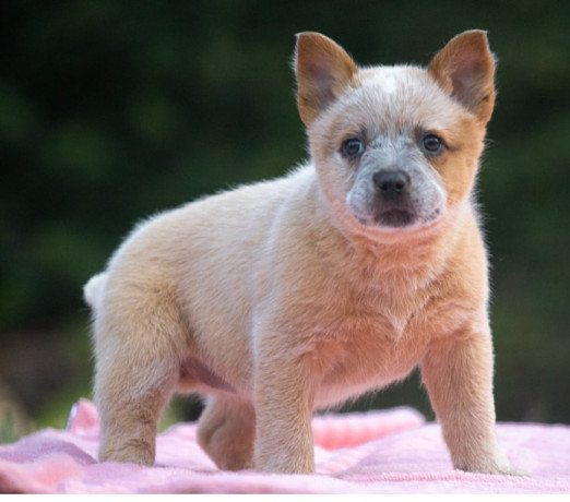 australian-cattle-dog-boiadeiro-australiano-mair-sao-paulo-oportunidade-unica-oportunidade-unica-big-0
