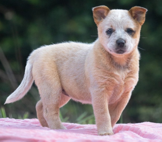 australian-cattle-dog-boiadeiro-australiano-mair-sao-paulo-oportunidade-unica-oportunidade-unica-big-3