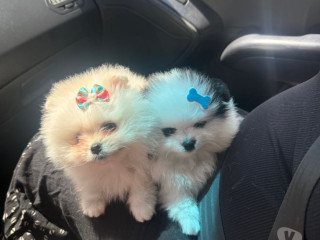 semi-novo-sao-paulo-otima-oportunidade-entrega-imediata