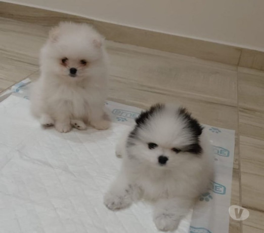 semi-novo-sao-paulo-otima-oportunidade-entrega-imediata-big-2