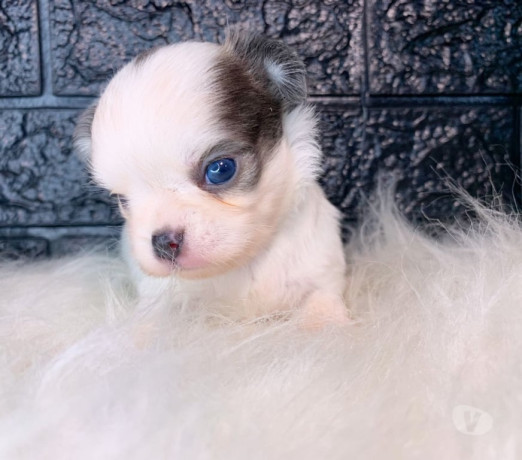 semi-novo-rio-de-otima-oportunidade-big-0