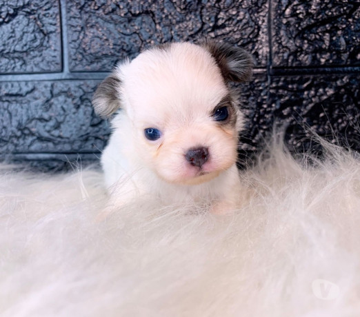 semi-novo-rio-de-otima-oportunidade-big-1