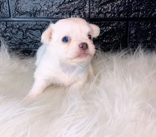 semi-novo-rio-de-otima-oportunidade-big-1