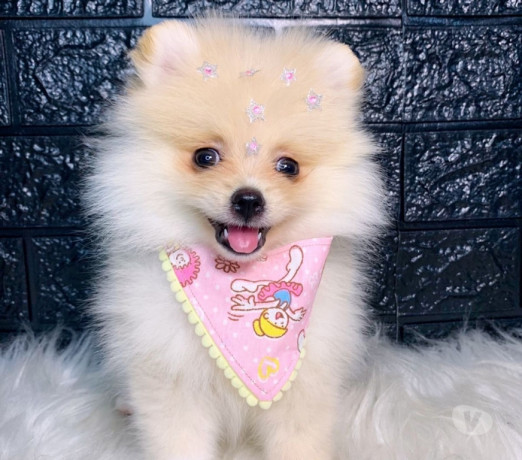 semi-novo-rio-de-otima-oportunidade-entrega-imediata-big-0